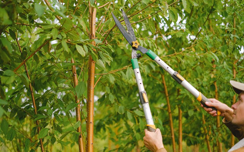 Tree trimming in Saulsbury, TN